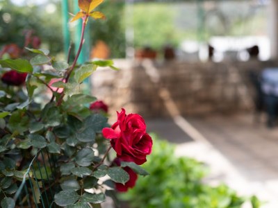 Apartment Two bedroom apartment with terrace Sumartin, Brač A-764-a - Outdoor photo 12