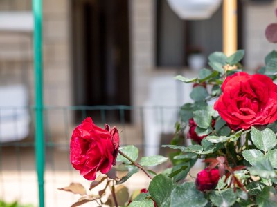 Apartment Two bedroom apartment with terrace Sumartin, Brač A-764-a - Outdoor photo 13