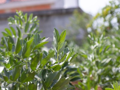 Apartment Two bedroom apartment with terrace Sumartin, Brač A-764-a - Outdoor photo 14