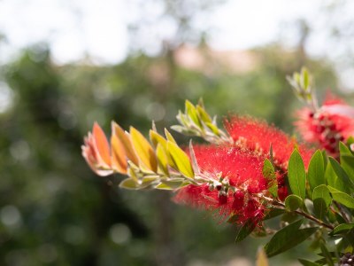 Apartment Two bedroom apartment with terrace Sumartin, Brač A-764-a - Outdoor photo 15