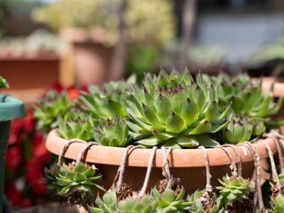 Apartment Two bedroom apartment with terrace Sumartin, Brač A-764-a - Outdoor photo 16