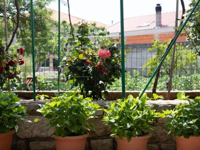 Apartment Two bedroom apartment with terrace Sumartin, Brač A-764-a - Outdoor photo 18