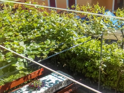 Apartment Studio flat with balcony Fažana AS-12862-b - Outdoor photo 11