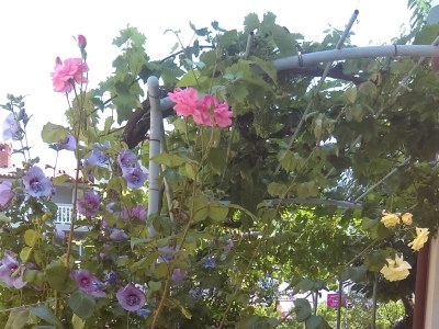 Apartment Studio flat with balcony Fažana AS-12862-b - Outdoor photo 13