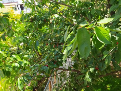 Apartment Studio flat with balcony Fažana AS-12862-b - Outdoor photo 21