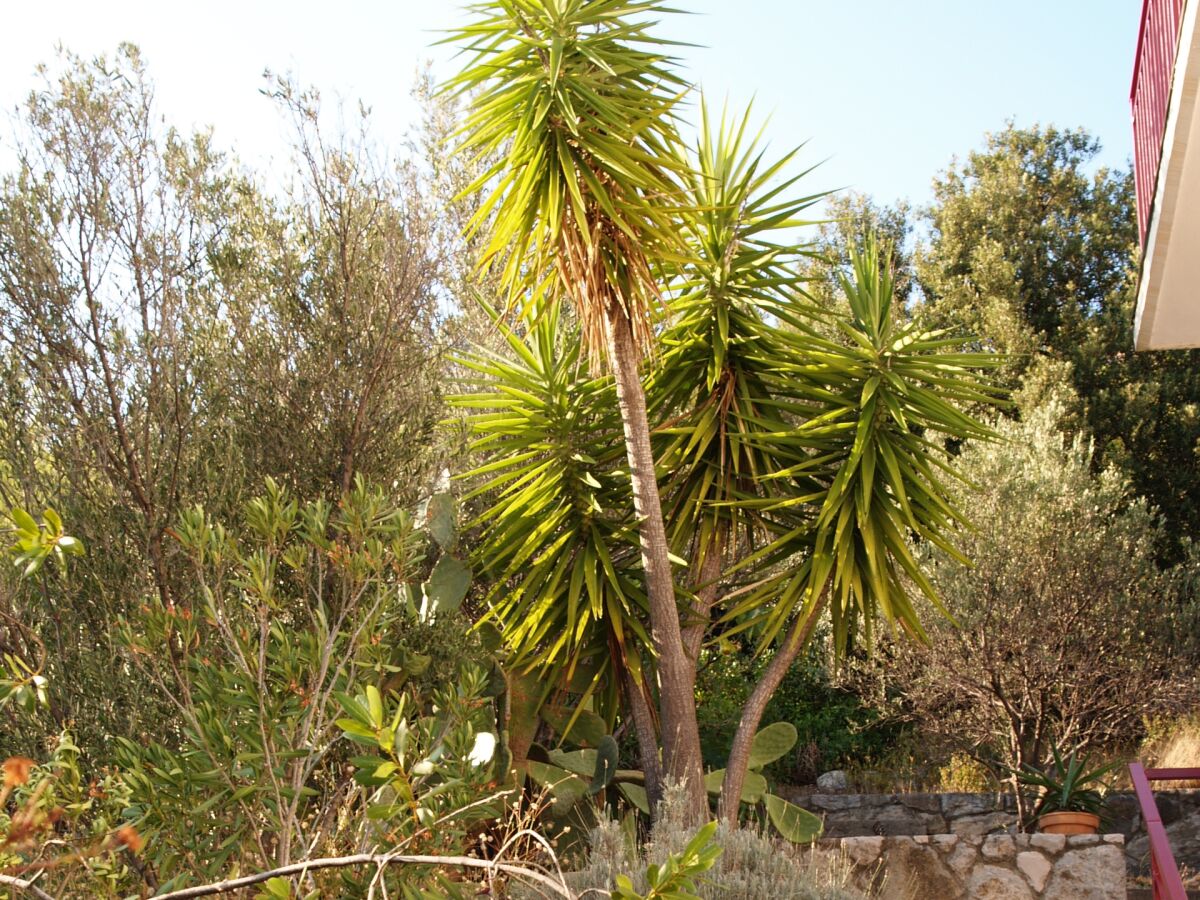 Apartment Three bedroom apartment with terrace and sea view Brna - Vinačac, Korčula A-13344-a - Outdoor photo 4