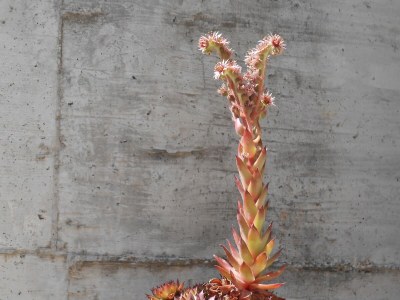 Apartment Two bedroom apartment with terrace and sea view Okrug Gornji, Čiovo A-13859-b - Outdoor photo 7