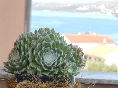 Apartment Studio flat with balcony and sea view Okrug Gornji, Čiovo AS-13859-a - Outdoor photo 14