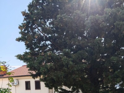 Apartment One bedroom apartment near beach Stara Novalja, Pag A-13938-a - Outdoor photo 4