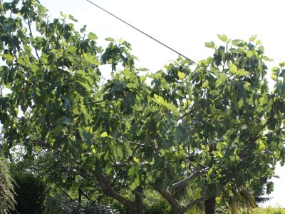 Apartment One bedroom apartment with terrace and sea view Lovran, Opatija A-2303-b - Outdoor photo 27