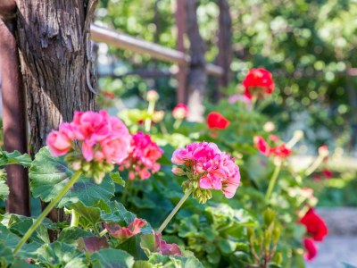 Holiday house Four-bedroom house with terrace Okrug Donji, Čiovo K-2403 - Outdoor photo 18