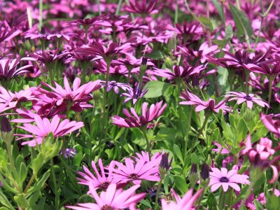 Holiday house Four-bedroom house near beach Cove Lučica, Hvar K-4034 - Outdoor photo 17