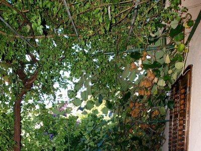 Holiday house Two bedroom house near beach Podgora, Makarska K-4331 - Outdoor photo 8