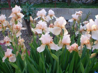 Holiday house Two bedroom house near beach Podgora, Makarska K-4331 - Outdoor photo 9