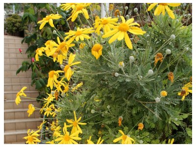 Apartment One bedroom apartment with terrace and sea view Medvinjak, Korčula A-4439-a - Outdoor photo 11