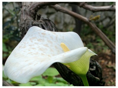 Apartment One bedroom apartment with terrace and sea view Medvinjak, Korčula A-4439-a - Outdoor photo 13