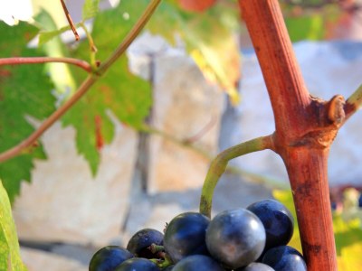 Holiday house Three bedroom house near beach Cove Gradina, Korčula K-4457 - Outdoor photo 14