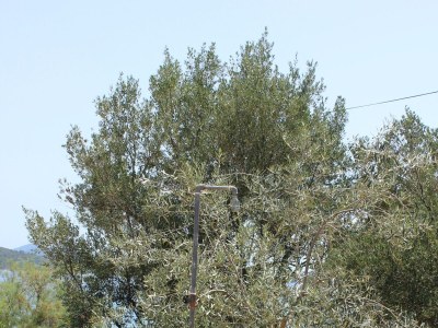 Apartment Two bedroom apartment near beach Cove Mala Lamjana, Ugljan A-347-b - Outdoor photo 12