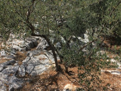 Apartment Two bedroom apartment near beach Cove Mala Lamjana, Ugljan A-347-b - Outdoor photo 13