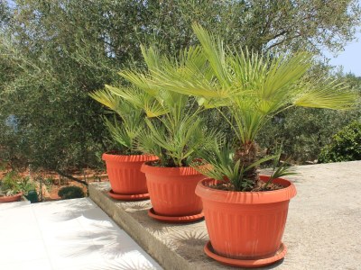 Apartment Two bedroom apartment near beach Cove Mala Lamjana, Ugljan A-347-b - Outdoor photo 14