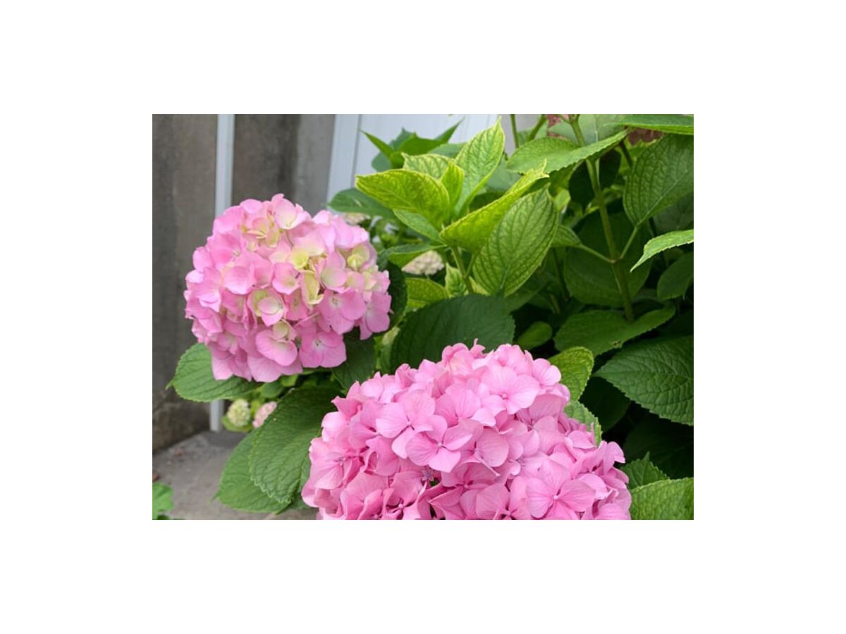 Apartment Two bedroom apartment near beach Kučište - Perna, Pelješac A-4540-a - Outdoor photo 5