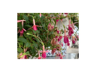 Apartment Two bedroom apartment near beach Kučište - Perna, Pelješac A-4540-a - Outdoor photo 6