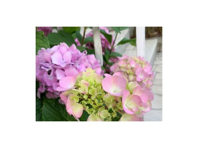 Apartment Two bedroom apartment near beach Kučište - Perna, Pelješac A-4540-a - Outdoor photo 7