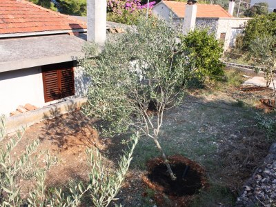 Apartment Three bedroom apartment near beach Nečujam, Šolta A-5186-a - Outdoor photo 9