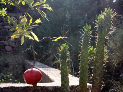 Apartment Three bedroom apartment near beach Nečujam, Šolta A-5186-a - Outdoor photo 11