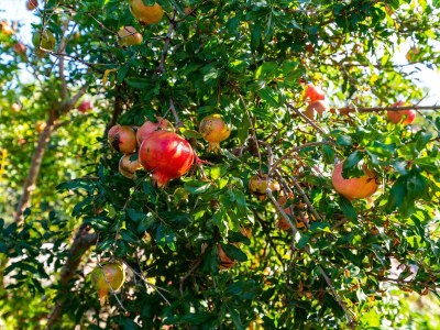 Apartment Three bedroom apartment with terrace Nin, Zadar A-6151-a - Outdoor photo 6