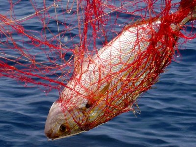 Apartment One bedroom apartment near beach Cove Rasohatica, Korčula A-5453-a - Outdoor photo 9