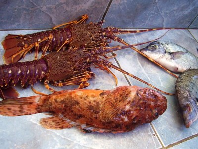 Apartment One bedroom apartment near beach Cove Rasohatica, Korčula A-5453-a - Outdoor photo 10