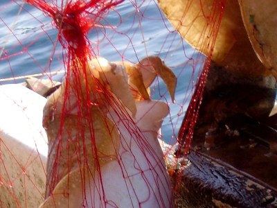 Apartment One bedroom apartment near beach Cove Rasohatica, Korčula A-5453-a - Outdoor photo 11