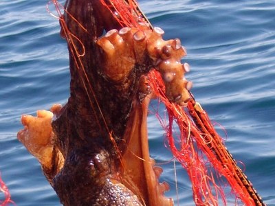 Apartment One bedroom apartment near beach Cove Rasohatica, Korčula A-5453-a - Outdoor photo 12