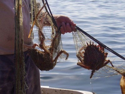 Apartment One bedroom apartment near beach Cove Rasohatica, Korčula A-5453-a - Outdoor photo 13
