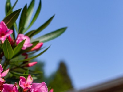 Apartment Three bedroom apartment with terrace and sea view Lovran, Opatija A-7837-a - Outdoor photo 13