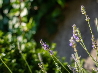 Apartment Three bedroom apartment with terrace and sea view Lovran, Opatija A-7837-a - Outdoor photo 14