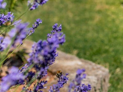 Apartment Three bedroom apartment with terrace and sea view Lovran, Opatija A-7837-a - Outdoor photo 19