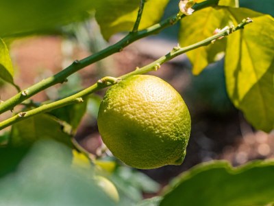 Apartment Three bedroom apartment with terrace and sea view Lovran, Opatija A-7837-a - Outdoor photo 24