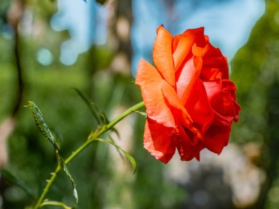 Apartment Three bedroom apartment with terrace and sea view Lovran, Opatija A-7837-a - Outdoor photo 26