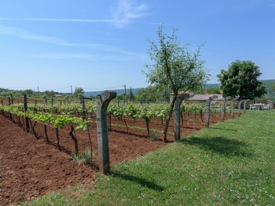 Holiday house Two bedroom house with terrace Sveti Martin, Central Istria - Središnja Istra K-7849 - Outdoor photo 11