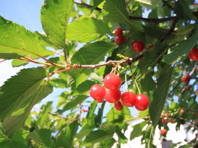 Apartment Two bedroom apartment with terrace and sea view Opatija - Pobri, Opatija A-7890-a - Outdoor photo 10