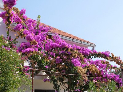 Apartment Apartments by the sea Basina, Hvar - 5700 - Outdoor photo 8
