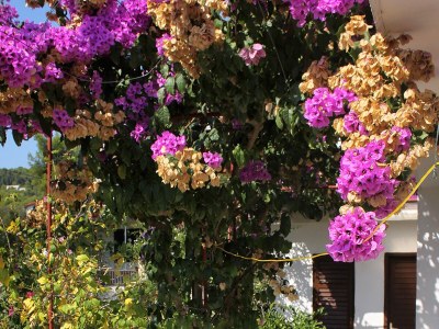 Apartment Apartments by the sea Basina, Hvar - 5700 - Outdoor photo 10