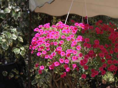 Apartment Four-bedroom apartment with terrace Mali Lošinj, Lošinj A-7992-a - Outdoor photo 15