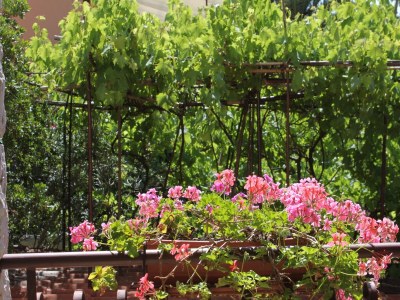 Apartment Four-bedroom apartment with terrace Mali Lošinj, Lošinj A-7992-a - Outdoor photo 44