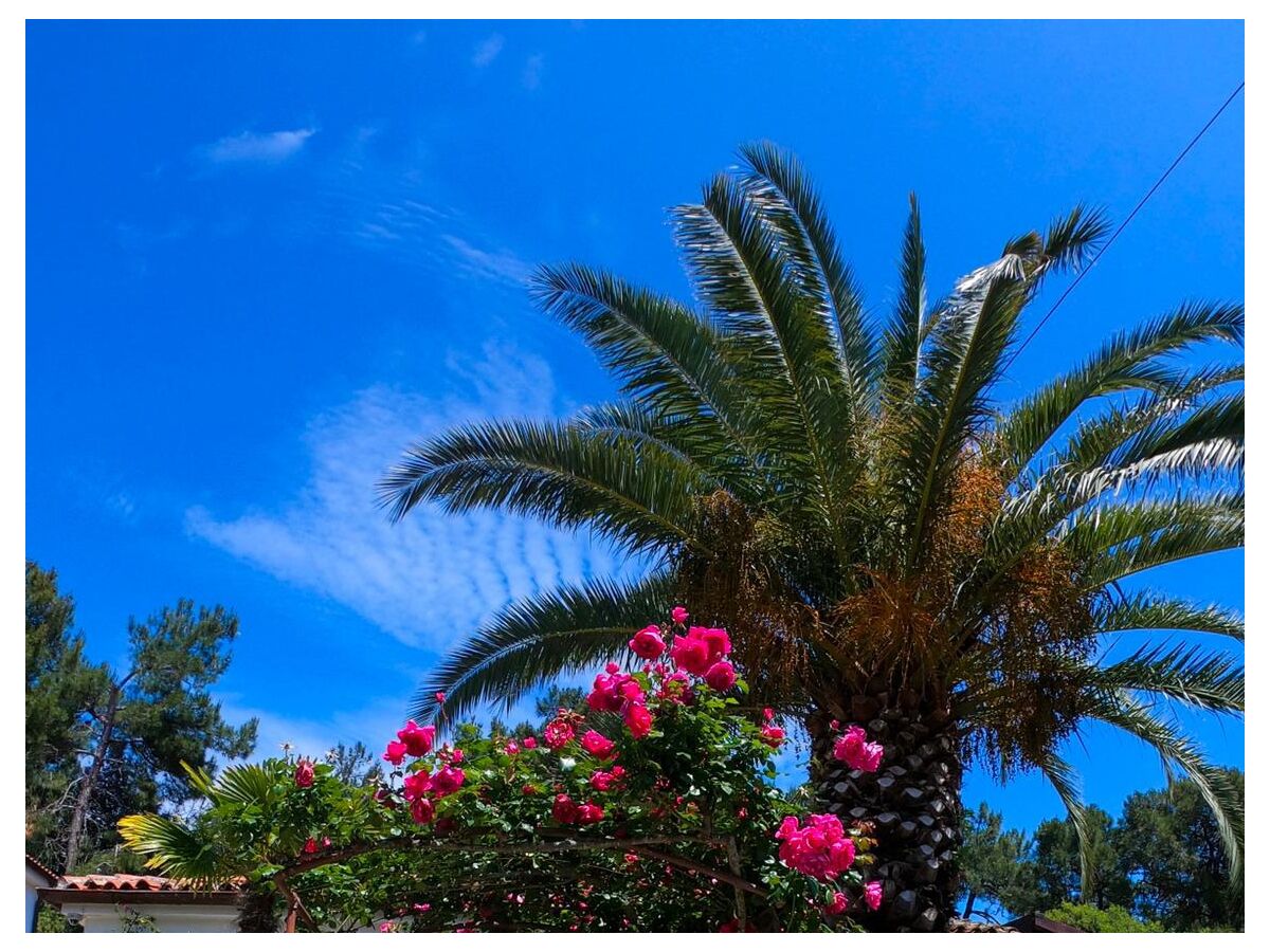 Apartment One bedroom apartment with terrace Artatore, Lošinj A-8020-a - Outdoor photo 4