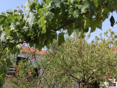 Apartment Studio flat with terrace Sali, Dugi otok AS-8136-a - Outdoor photo 6