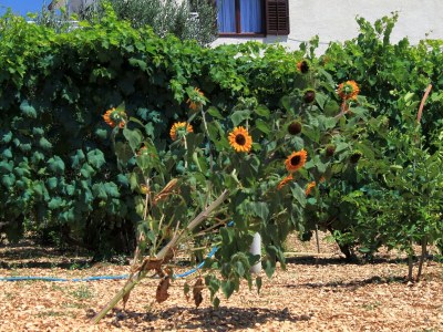 Apartment Two bedroom apartment with terrace and sea view Trogir A-9209-a - Outdoor photo 12