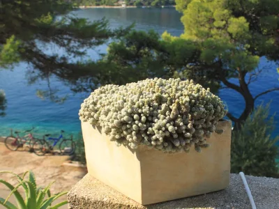 Apartment One bedroom apartment near beach Ubli, Lastovo A-8344-a - Outdoor photo 9